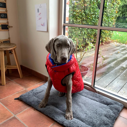 The Best Dog Winter Jackets