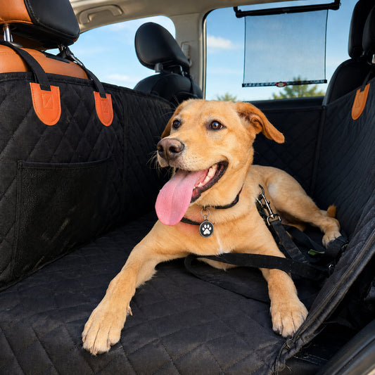 How to Prepare Your Dog for Car Rides and Road Trips Without Stress