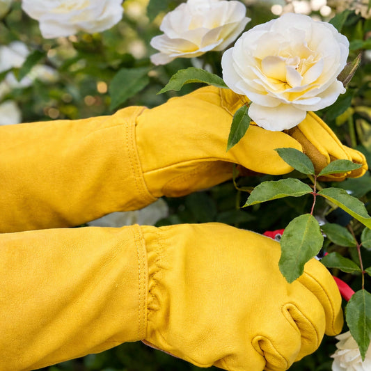Best Rose Pruning Gloves: How to Choose the Right Pair for Thorn Protection