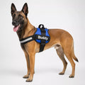 Dog harness with printed name panel and adjustable chest and belly strap