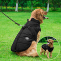 Golden retriever in a black rain jacket walking on grass