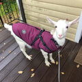 Goat dressed in a purple dog raincoat on a porch after rain
