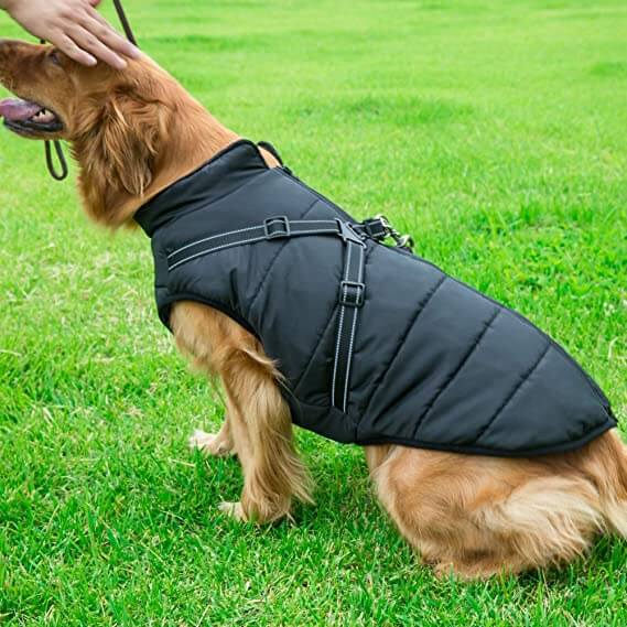 Golden retriever in a waterproof black raincoat walking on grass