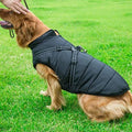 Golden retriever in a waterproof black raincoat walking on grass