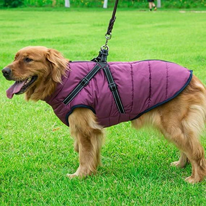 Dog wearing purple dog rain jacket 