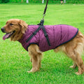 Dog wearing purple dog rain jacket 