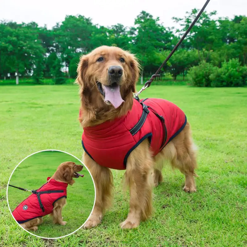 Dog wearing Dog Rain Jacket in red